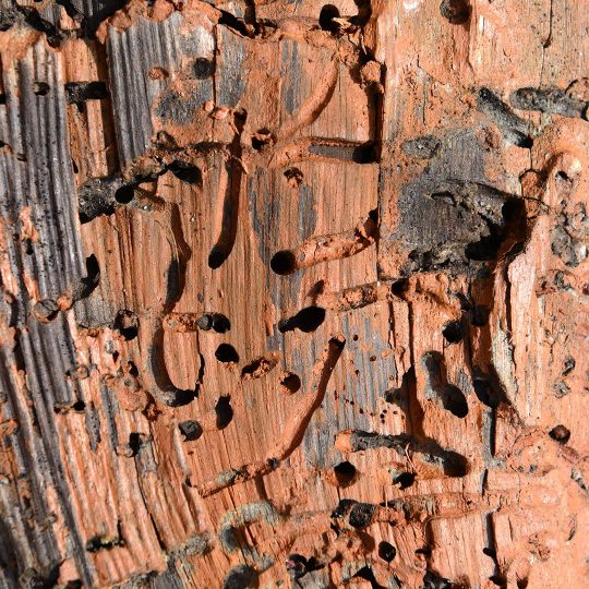 Pest Spotlight: Tree Mite Treatment