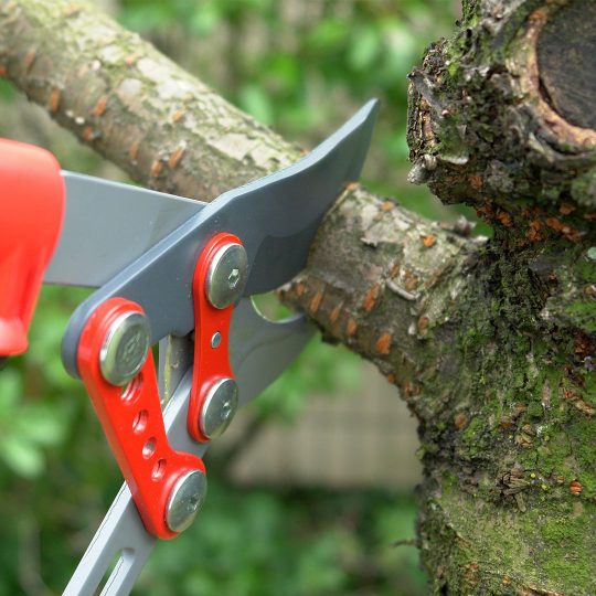 General Tree Pruning Tips