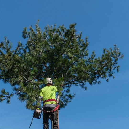 Professional Tree Removal