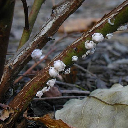 Tree Pest Spotlight: Tree Scale