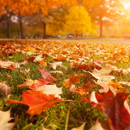 Why Do Leaves Fall Before Fall? 3 Early Leaf Drop Factors