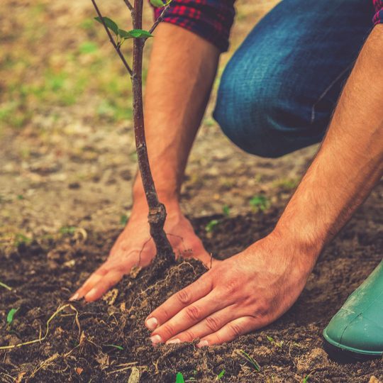 Proper Tree Planting Tips