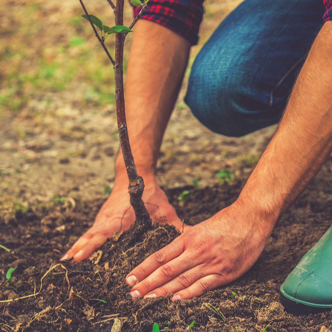 Proper Tree Planting Tips Elite Tree Care