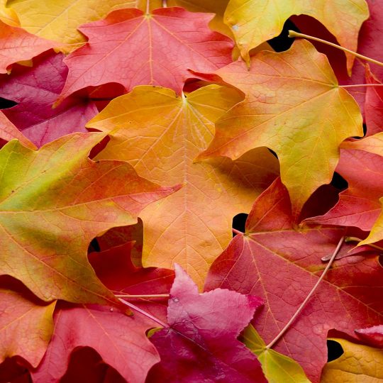 What to do with Fallen Autumn Leaves