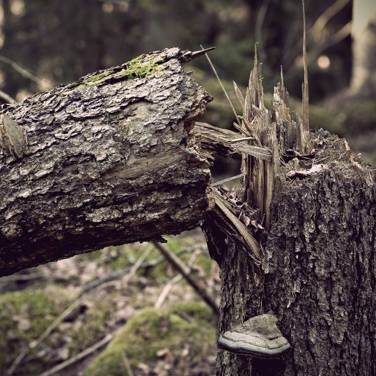 Best Ways to Remove a Fallen Tree