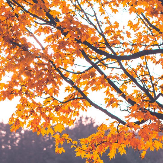 Fall Tree Pruning Tips