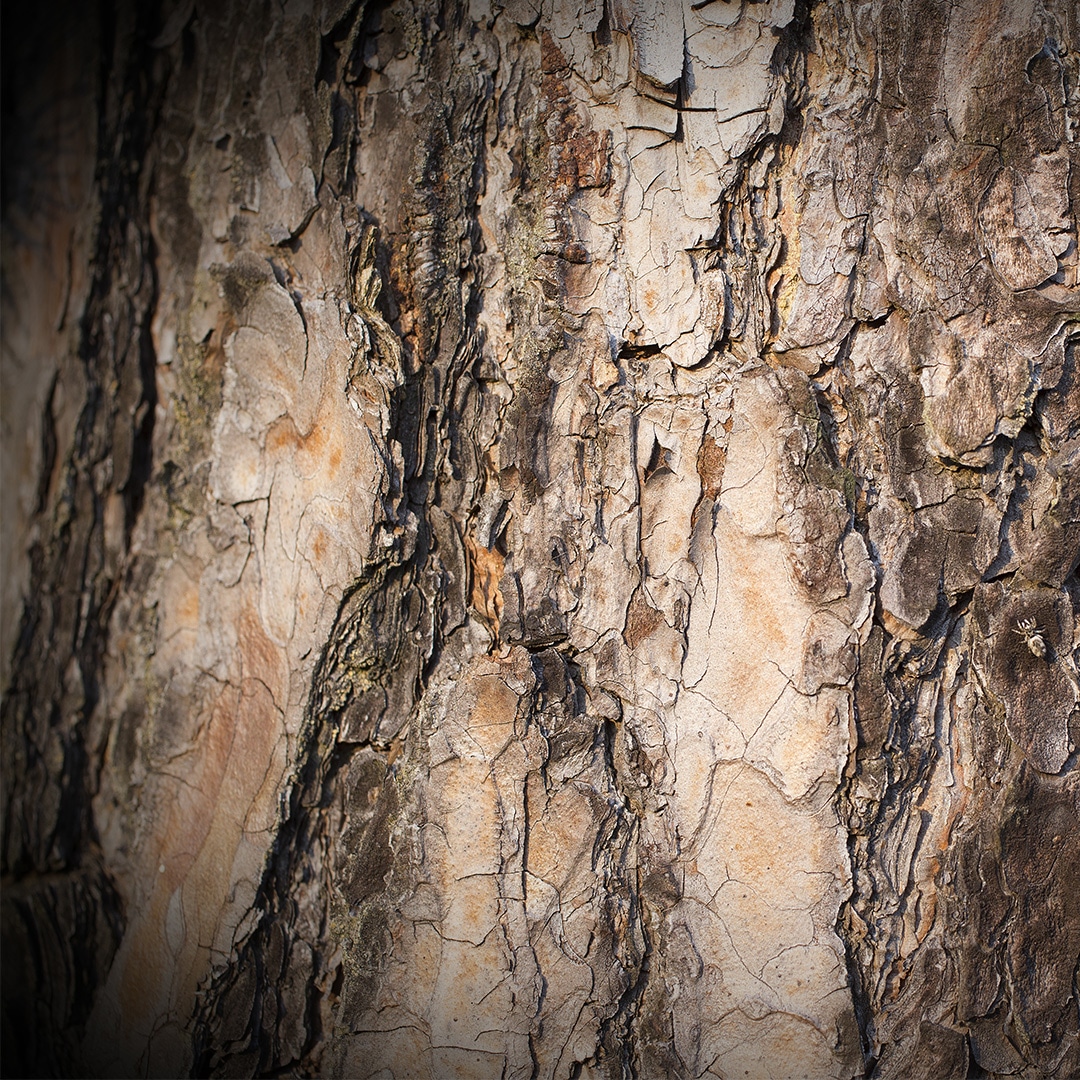 Peeling tree bark