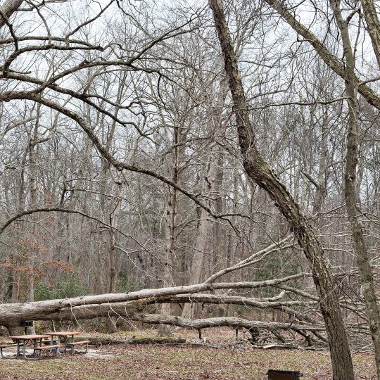 Removing Woodland Trees