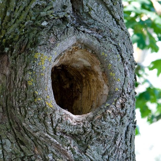 What’s a tree hollow