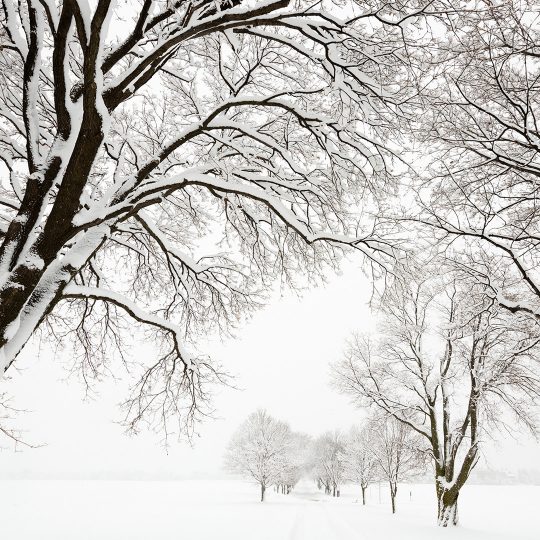 snow-on-trees