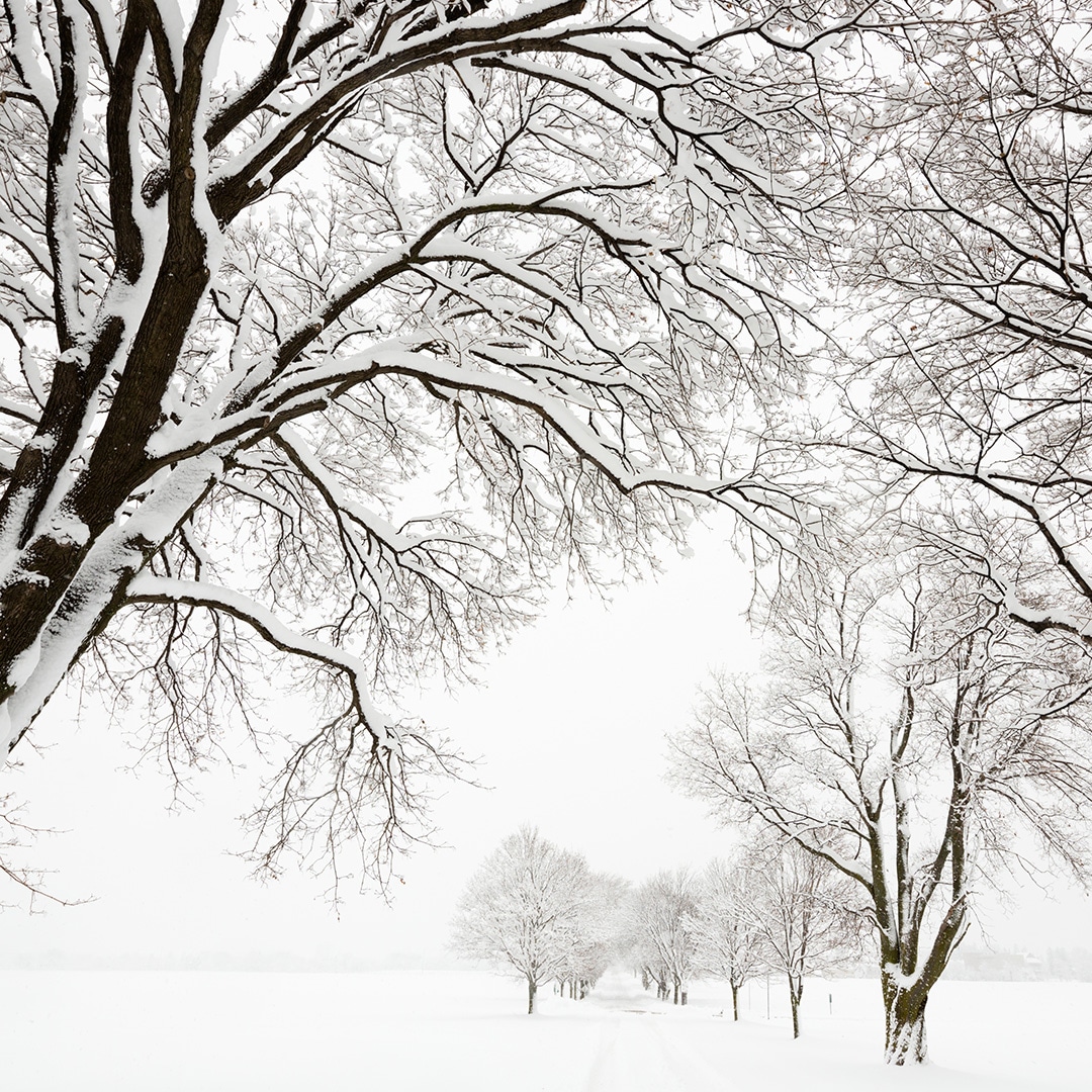 Snow Fall Tree Snow Fall Tree