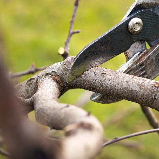 Winter Tree Pruning