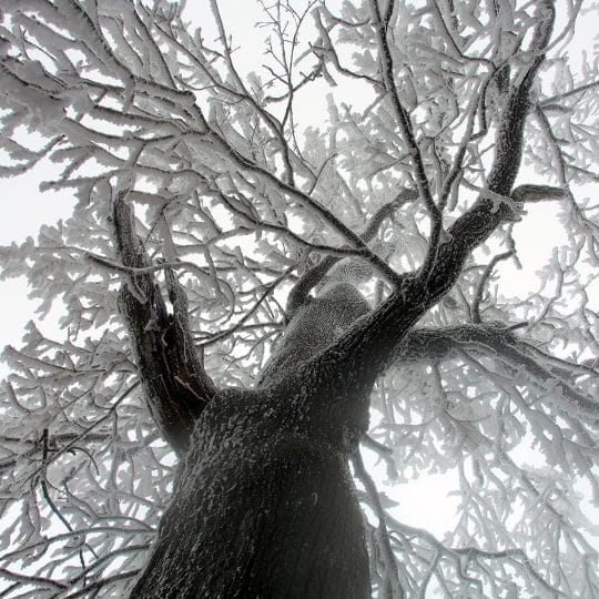 Winter Tree Removal