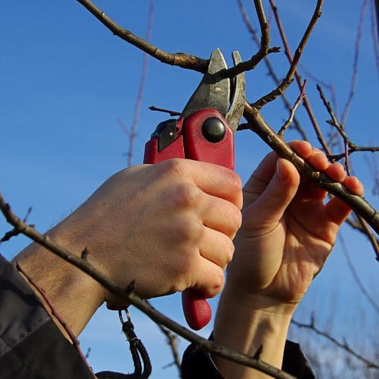 Fruit Tree Pruning