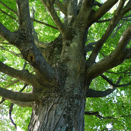 tree-growth