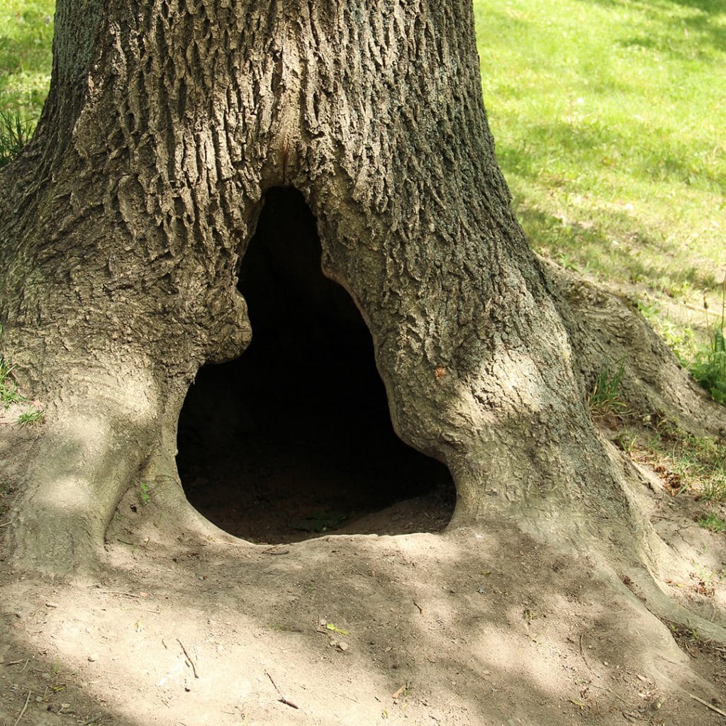 Hollow Tree Removal Elite Tree Care