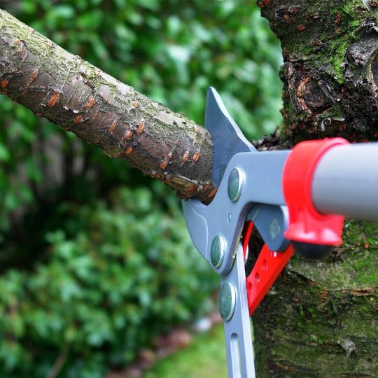 tree-trimming