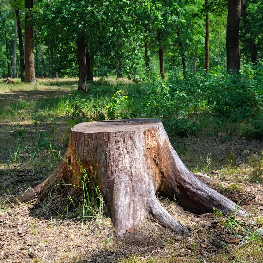 Easy Stump Removal