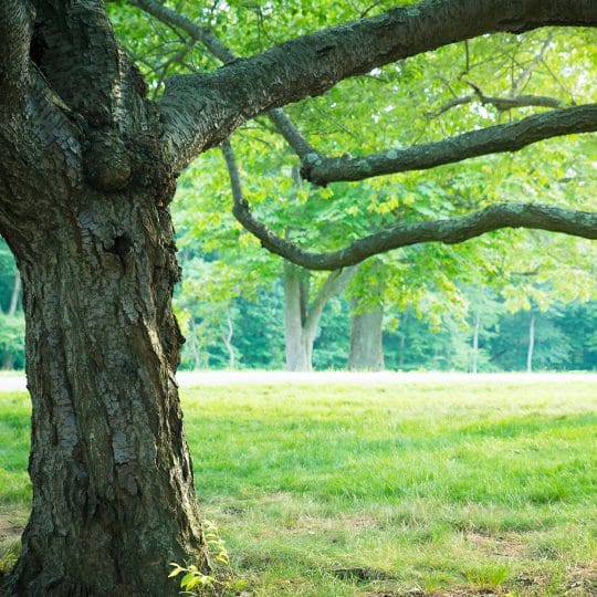 DIY Tree Removal