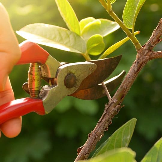 Proper Tree Pruning