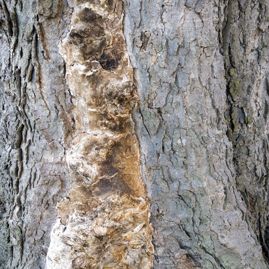 Common Tree Disease Elite Tree Care
