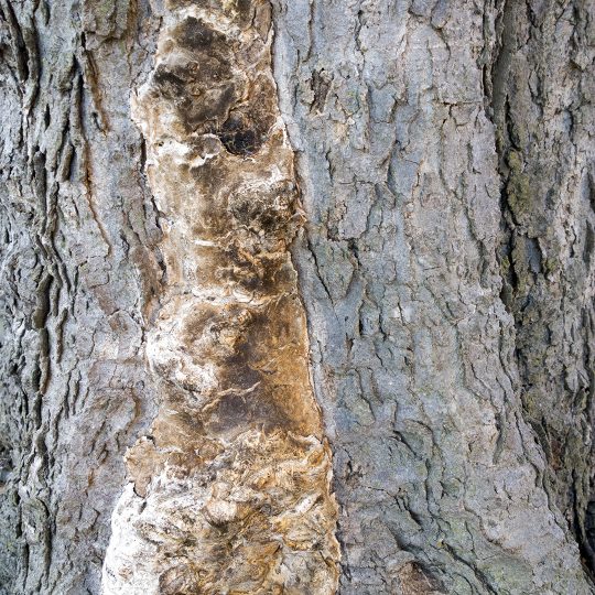 Common Tree Disease