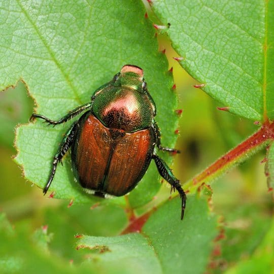 Facts about Japanese Beetles