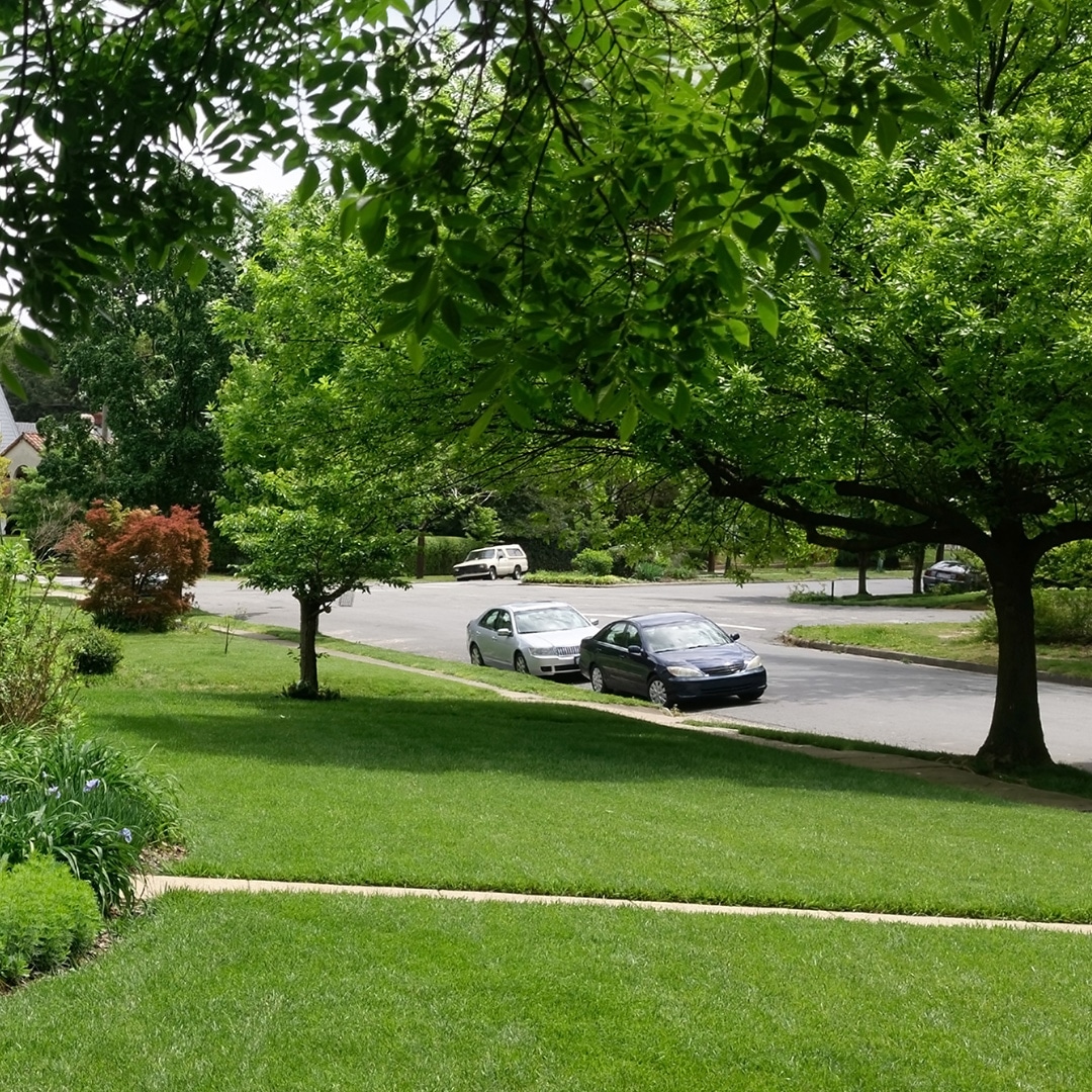 What is Tree Topping Elite Tree Care