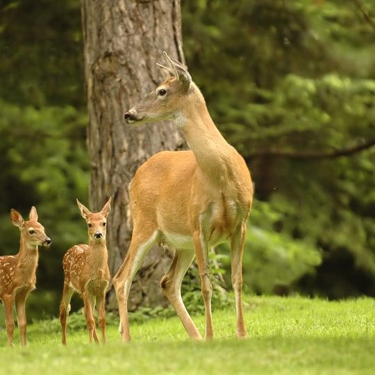 Natural Deer Repellents