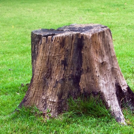 What to do with a Tree Stump