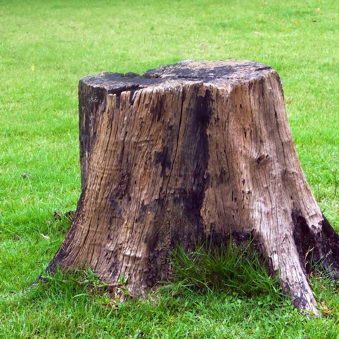 What To Do With A Tree Stump Elite Tree Care