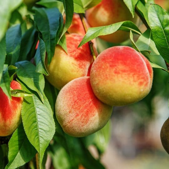 Summer Fruit Tree Pruning