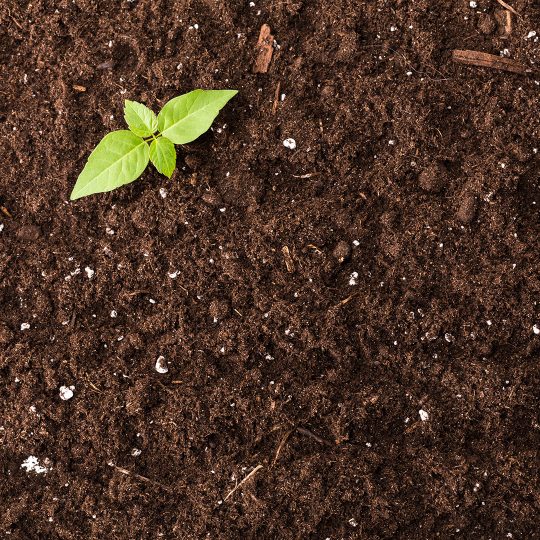 Testing Soil in the Fall