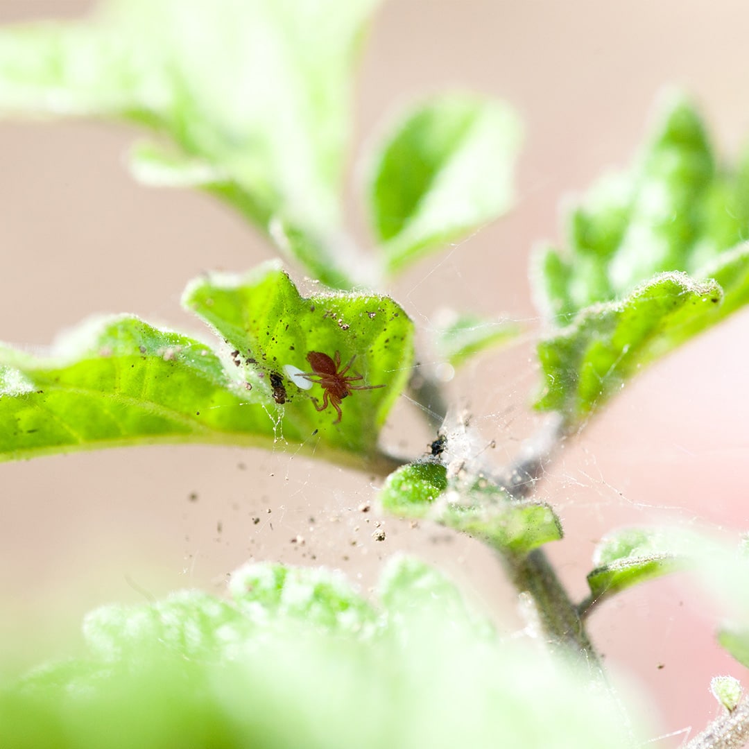 Tree Mites Treatment Elite Tree Care