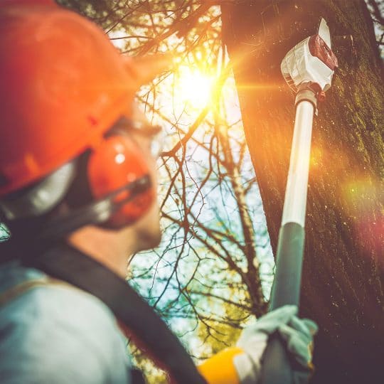 Prune Damaged Trees