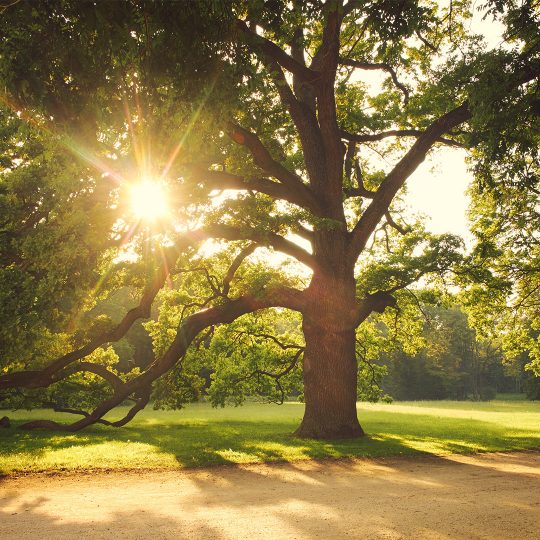 Carefully Pruning Mature Trees