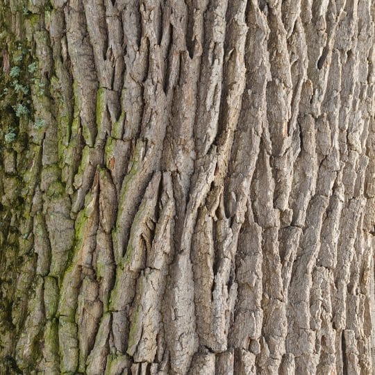 tree-scales