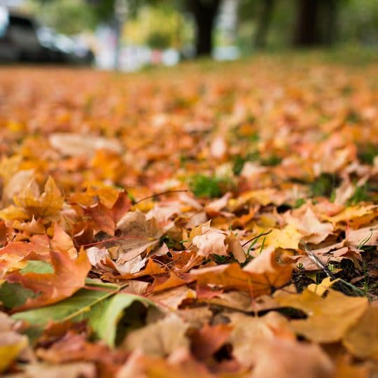 Early Leaf Drop Reasons