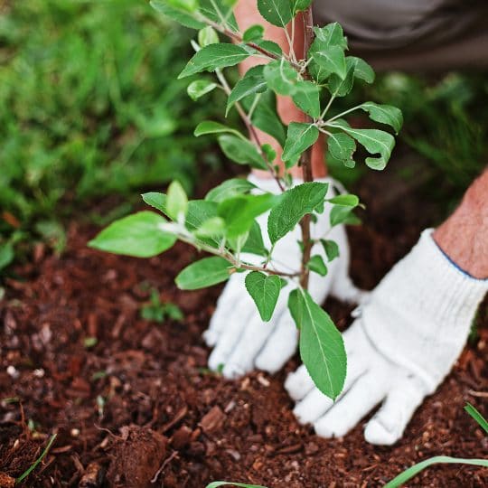 Proper Tree Planting Tips