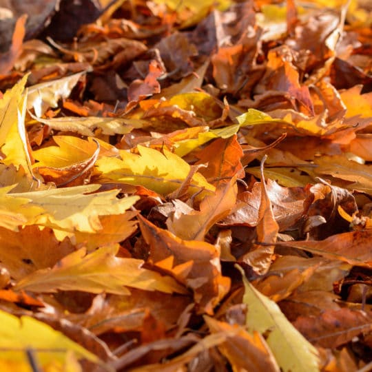 7 Uses for Autumn Leaves