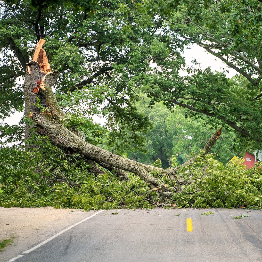 The tree is falling