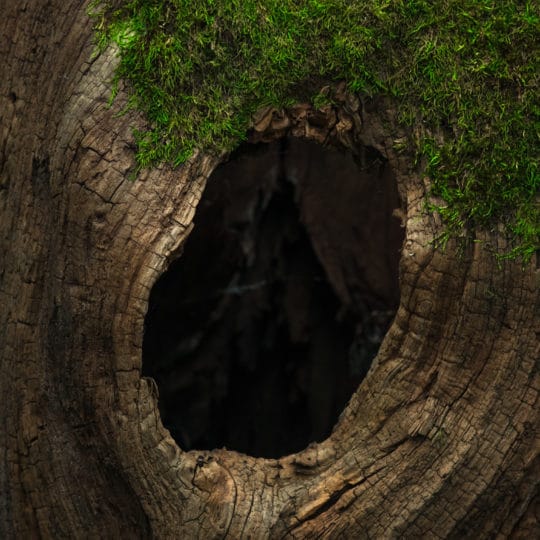 Tree-hollow