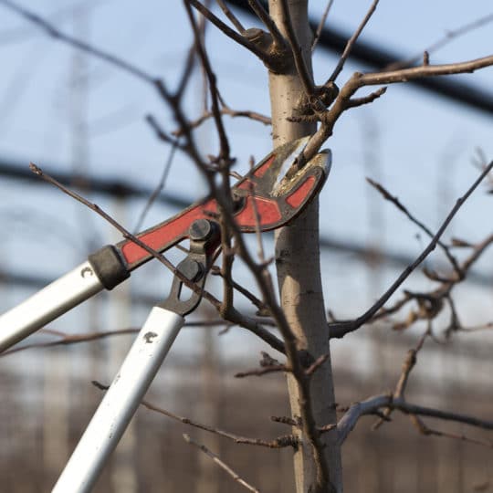 Proper Fall Tree Pruning