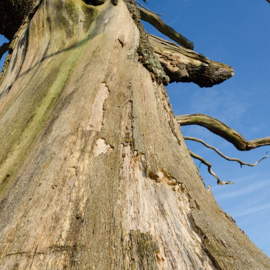 Tree Bark Peeling