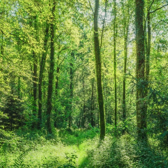 Removing Woodland Trees