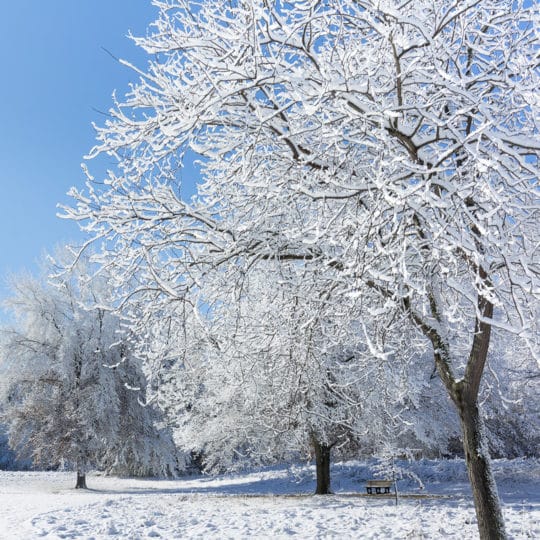 The Risk of Snow on Trees - Elite Tree Care