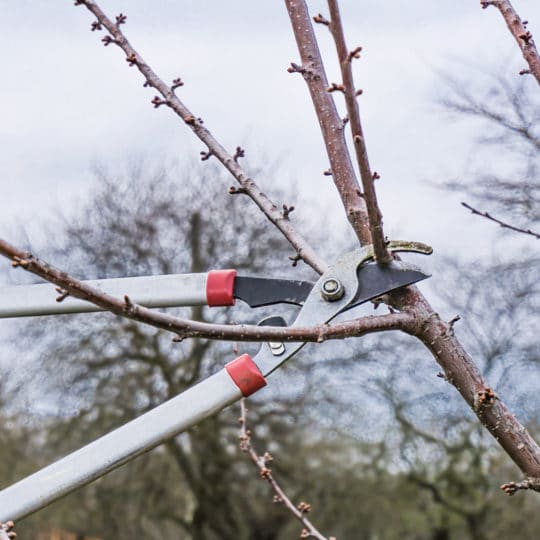 Winter Tree Pruning