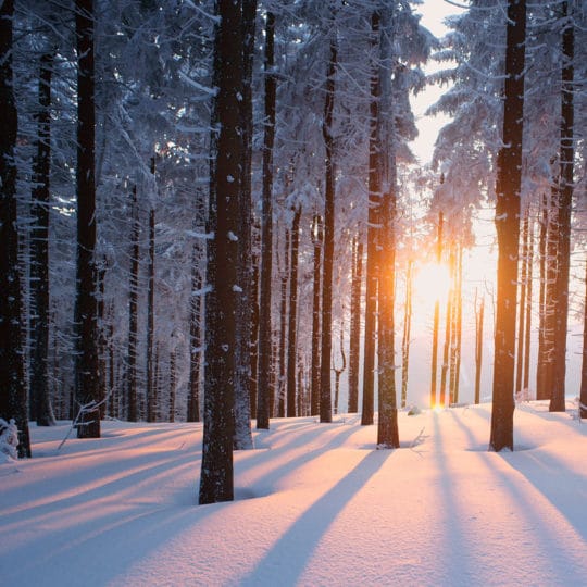 winter-trees