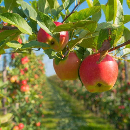 Best Time for Fruit Tree Pruning