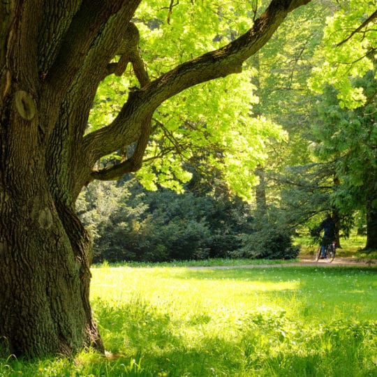 3 Signs of Healthy Tree Growth